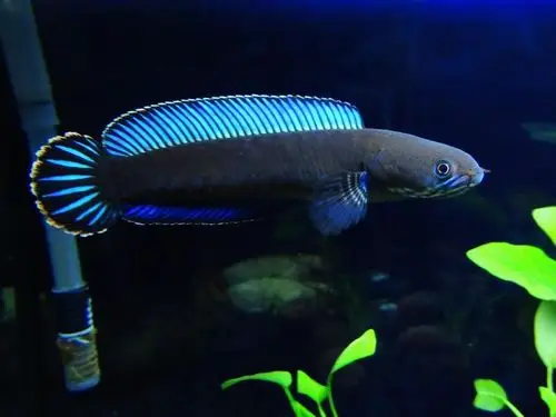 雷龙第二贴阿萨姆七彩雷龙