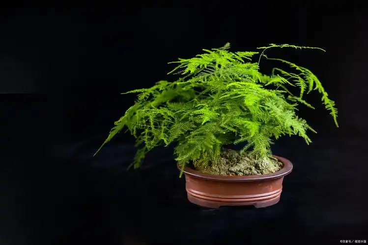 如何养护文竹 文竹养殖方法和注意事项 - 颜豆绿植网