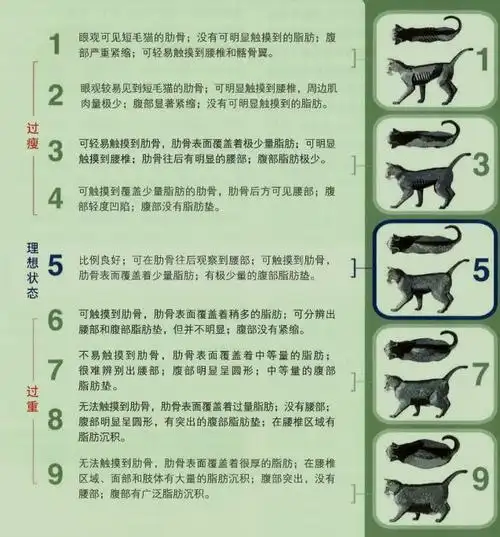 怎么判断猫咪是不是标准身材