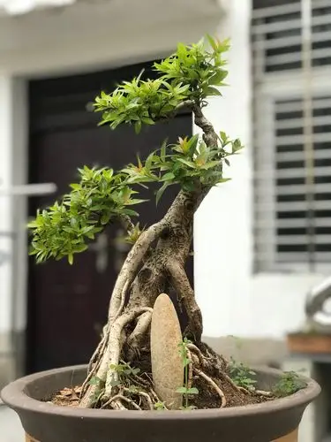 其它 我的水扬梅盆景 写美篇        水杨梅又名细叶水团花,属落叶小