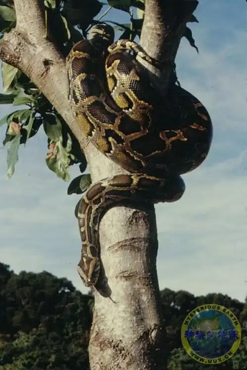 一些大蟒蛇图片(二)