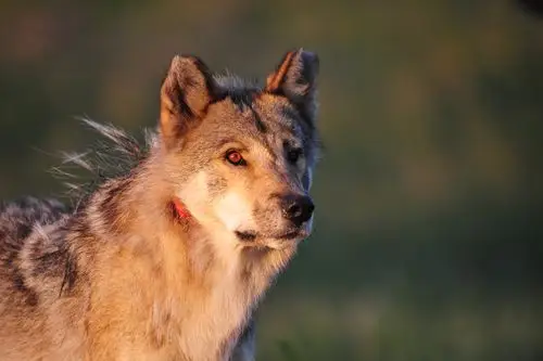 内蒙野狼谷——狼王