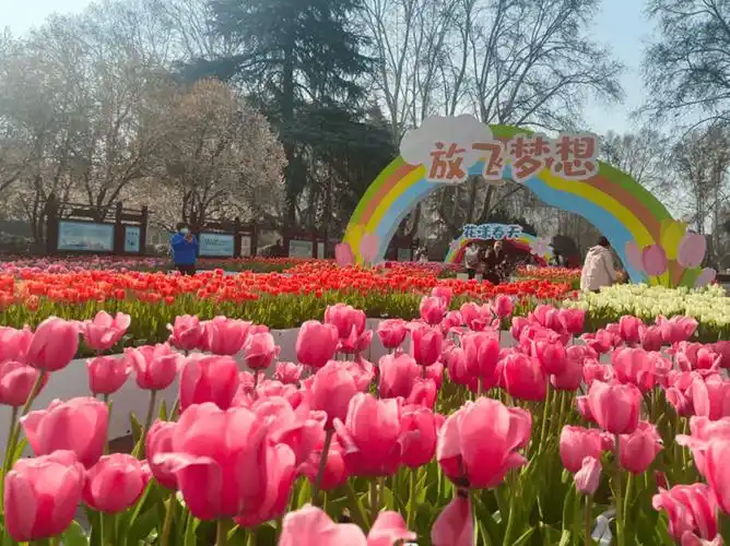 郑州人民公园第二十七届郁金香花展绚丽开幕