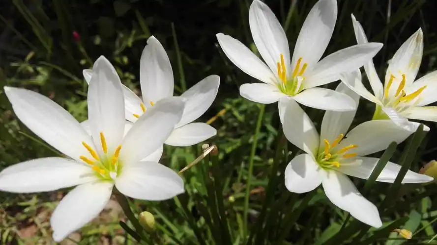 夏日白兰花,花瓣,阳光壁纸高清原图查看
