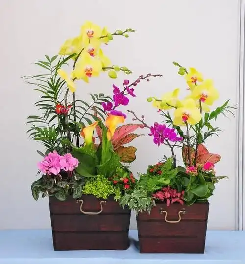 福利来了,2016组合盆栽图片大放送,赶紧复制吧!