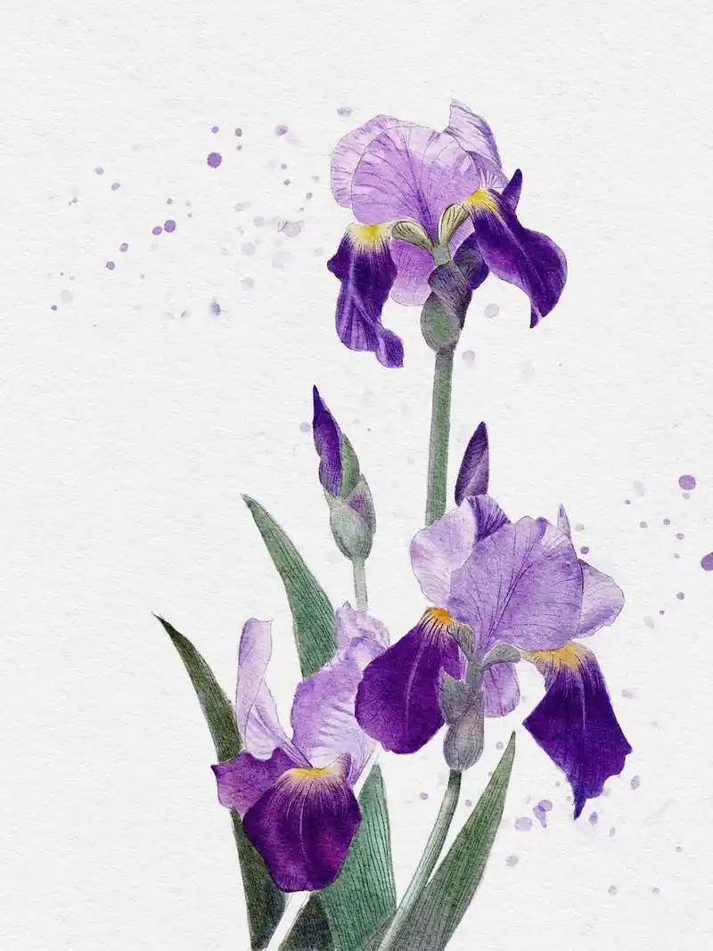 鸢尾#水彩花卉 #治愈系风景 #绘画过程 - 抖音