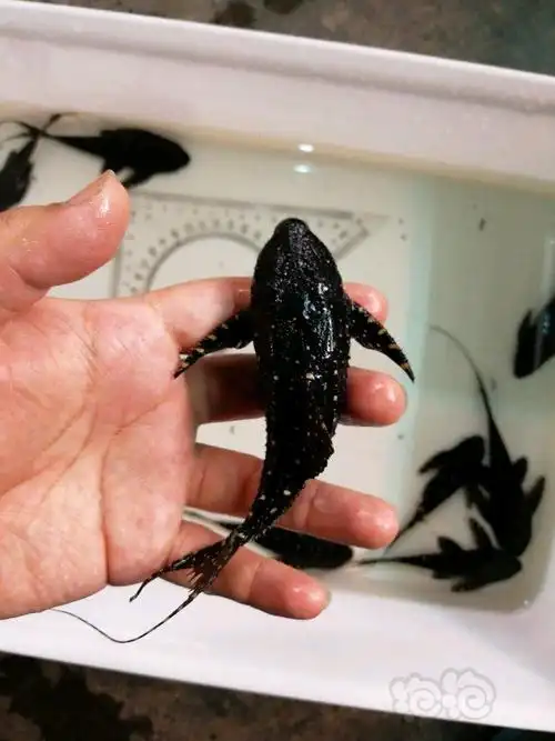 出售白珍珠剑尾打包出