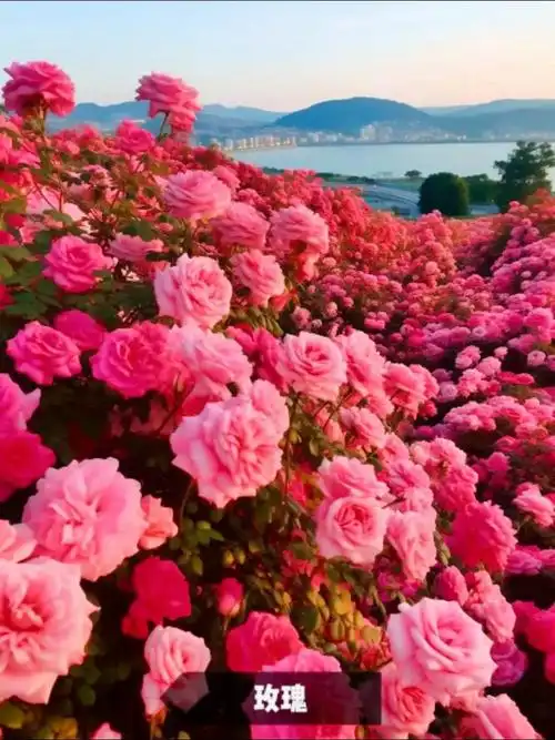 "国内十种象征爱情的花"1,玫瑰 红色代表:热情和浪漫 粉色 - 抖音