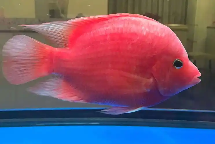 【再次降价】减密度 转让金刚鹦鹉鱼