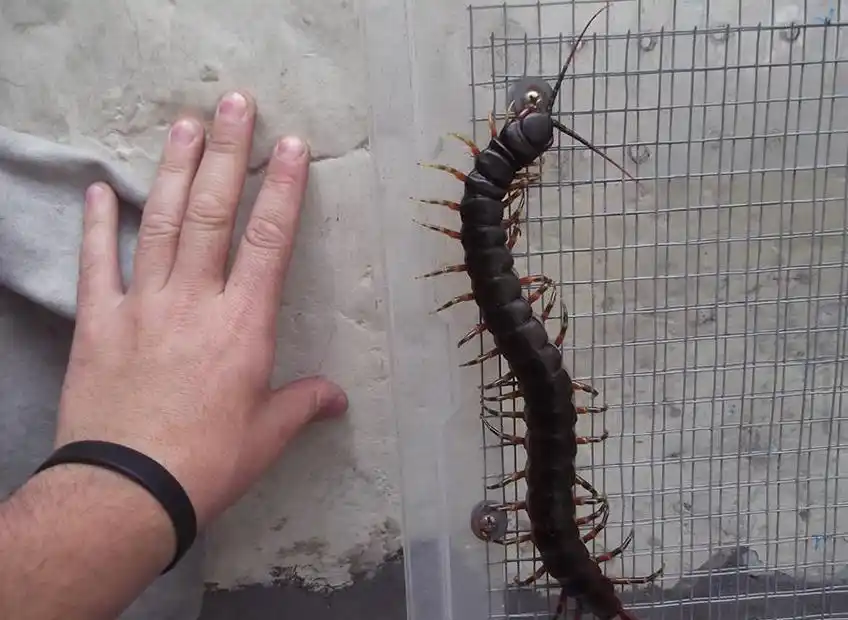 海关查获10只活体巨人蜈蚣,成虫体长达46厘米,一只可以泡一坛酒