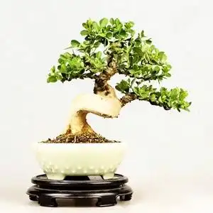 上新黄杨盆景树桩精品老桩造型小叶瓜子黄杨客厅庭院净化小型绿植