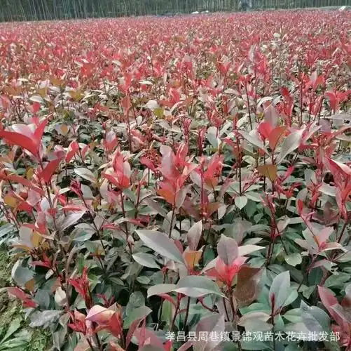 红叶石楠球湖北孝昌县周巷镇锦景观苗木花卉基地部分苗木:(图片是随机