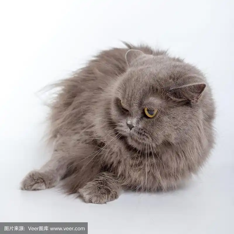 灰色波斯猫孤立在白色背景