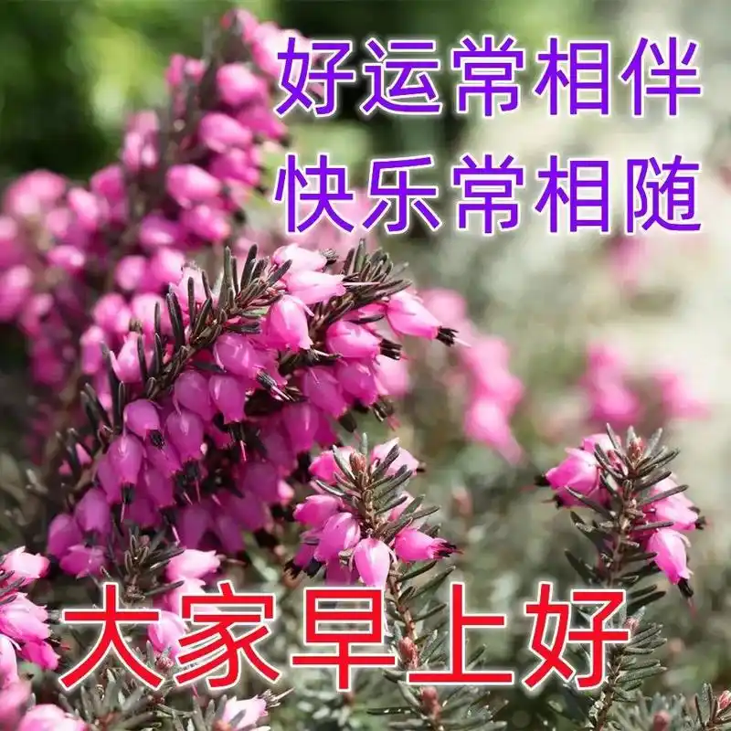 特漂亮的早安祝福唯美图片带字温馨 最新早上好祝福问候短信