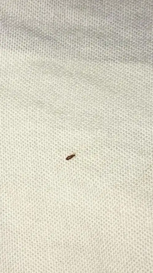 这个是什么虫子,床单底下的,有很多.很小很小,图片已经放到最大了.