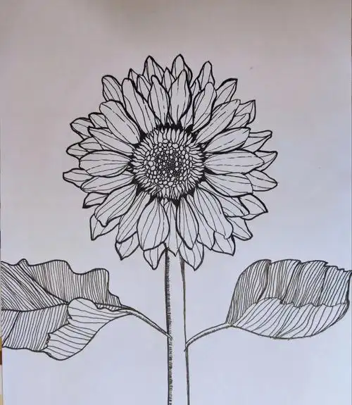 sunflower向日葵线描画