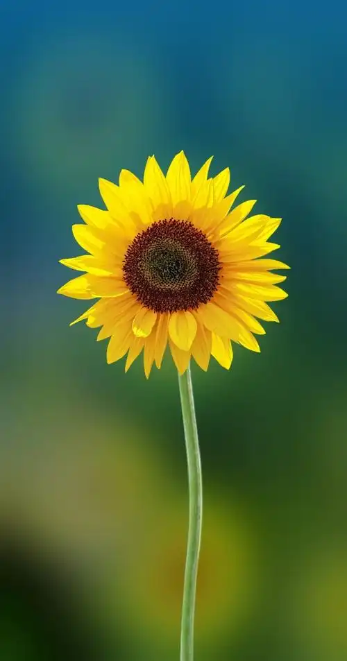 自己做一个壁纸用! - 华为mate30系列分享交流 花粉俱乐部