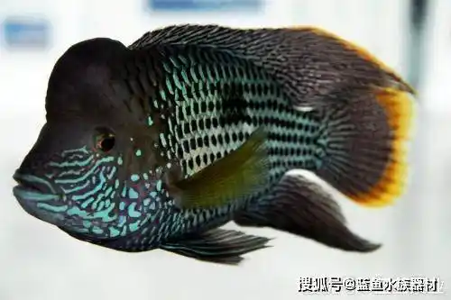 罗汉鱼都有哪些常见品种罗汉鱼的鉴赏技巧