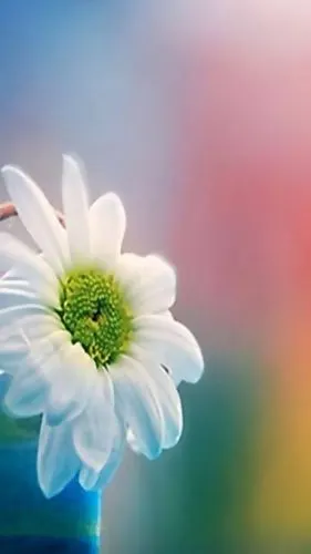 唯美梦幻雏菊摄影