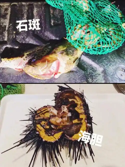 美人鱼吃鱼还是吃珊瑚