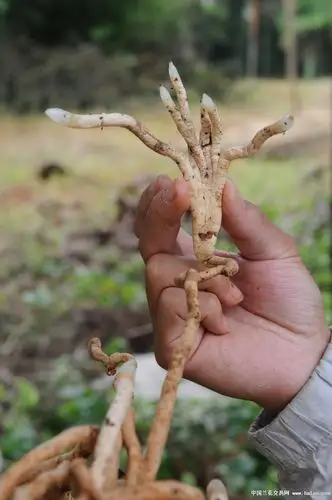 红素也练龙爪功