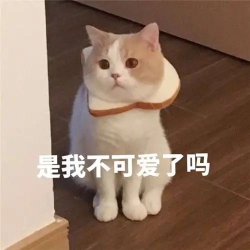 萌猫带字头像图片萌猫带字撒娇表情包系的