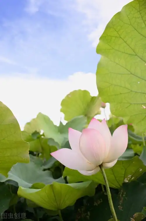 50张唯美禅意风景图片.高清淡雅意境壁纸,让人心静的自然美图