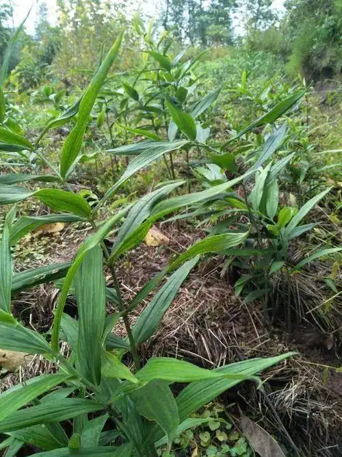 民间中草药:黄精, 你知道它的这些神奇功效吗?