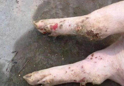 废机油在养猪中有这么大的作用不会使用就太可惜了