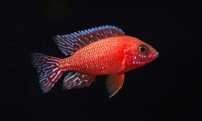 精品德系火焰红欣赏