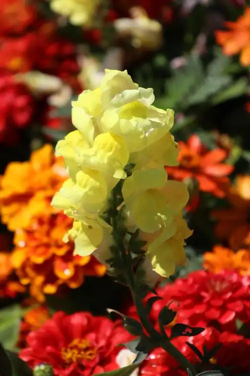 夕阳的相册-秋花美