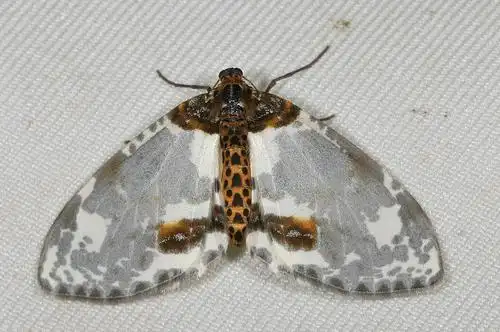 abraxas submartiaris 银灰金星尺蛾