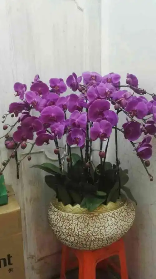 蝴蝶兰鲜花店幸福树盆栽景君子兰