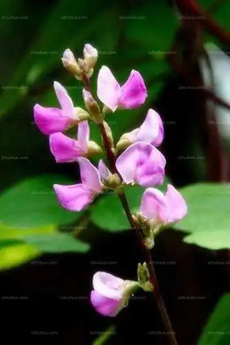 笑树图片_笑树的叶子图片大全 - 花卉网