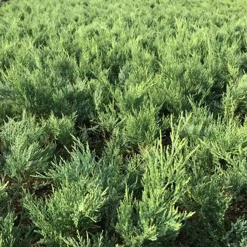 农家自产沙地柏,匍地柏,铺地柏,爬地柏