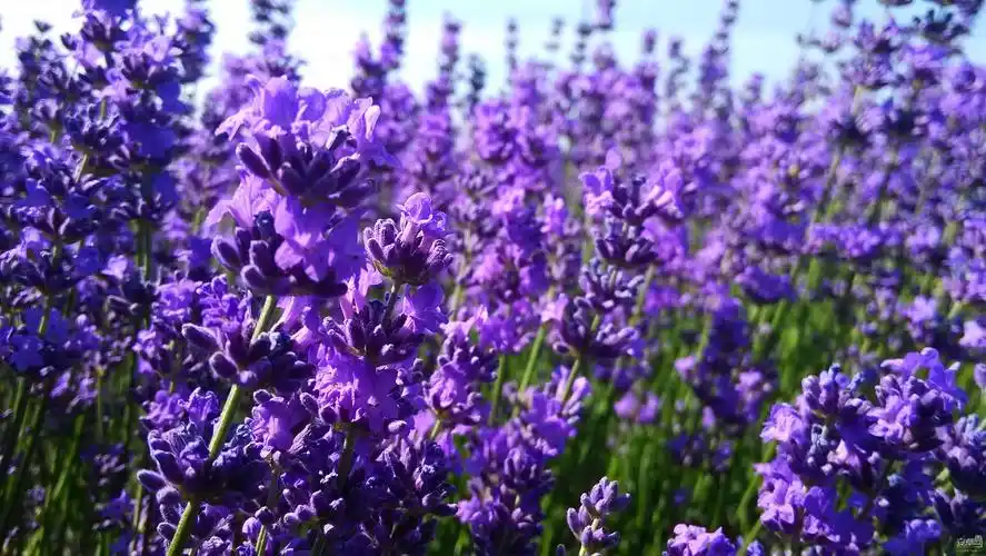 无锡雪浪山薰衣草