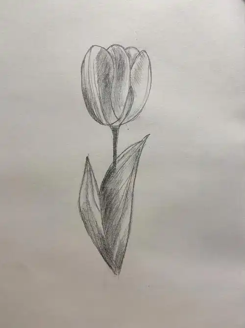 铅笔速写郁金香练习