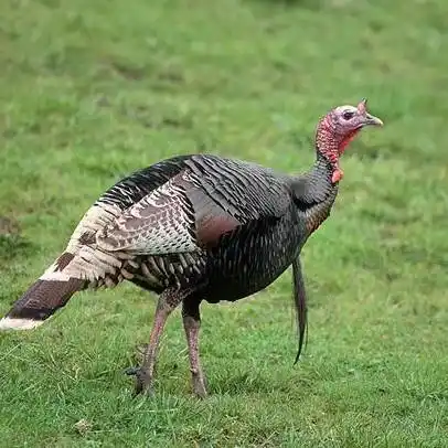 青铜火鸡圣诞火鸡商品火鸡滋补调养纯粮喂养