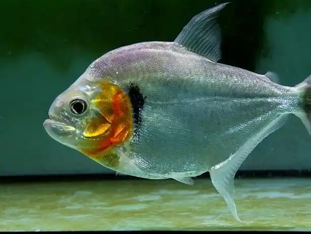 鱼棠的个人展示页