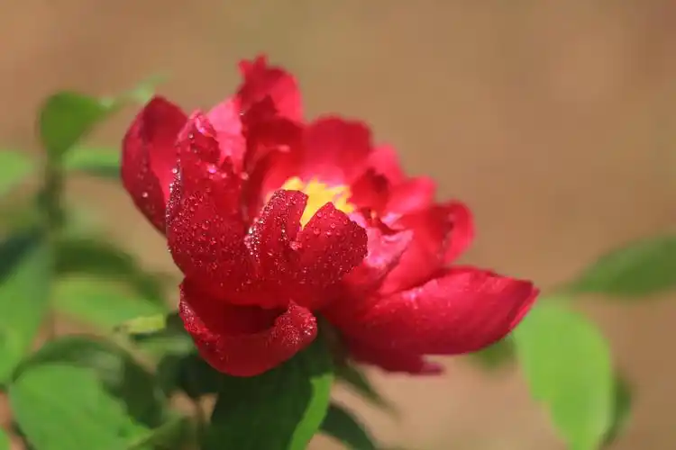 牡丹花开富贵吉祥