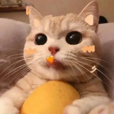 高清可爱的猫咪头像图片2021最火爆
