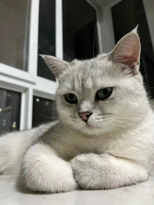 银渐层怎么发腮