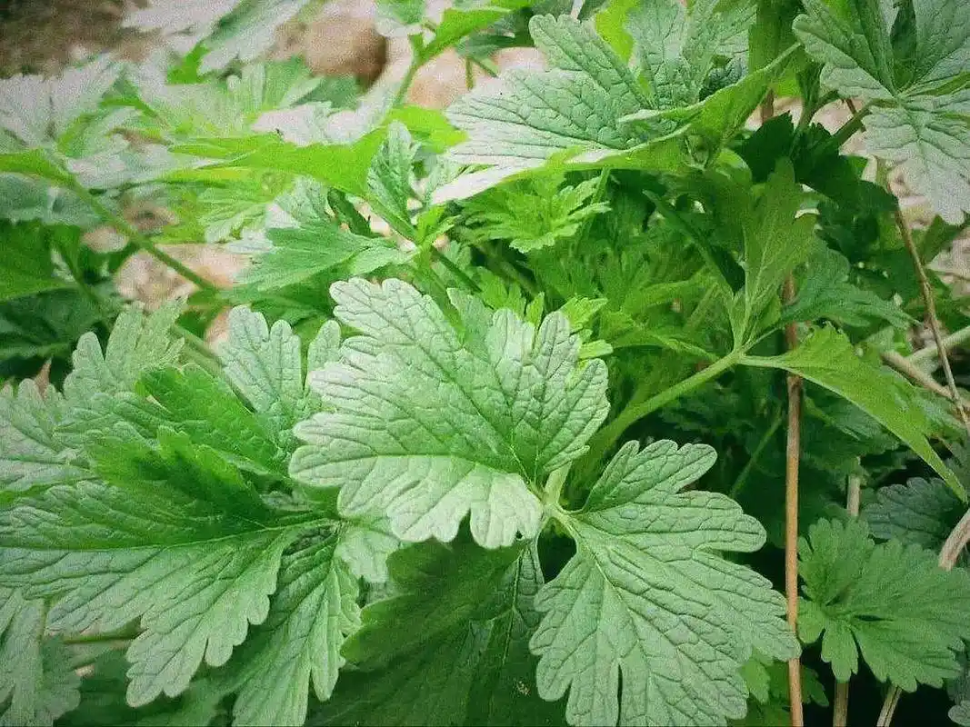 每日一花益母草全草可入药嫩茎叶可食