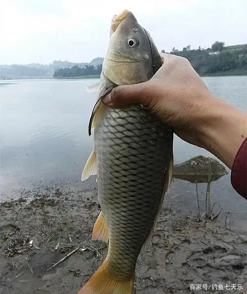 每天限钓5斤鱼,对钩门宽度也作出限制