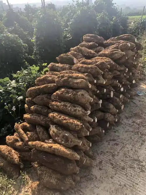 南郑当地已收获的葛根正摆放在地头.