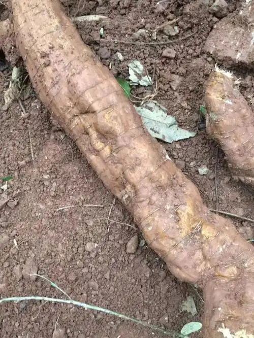 山里挖的纯野生葛根