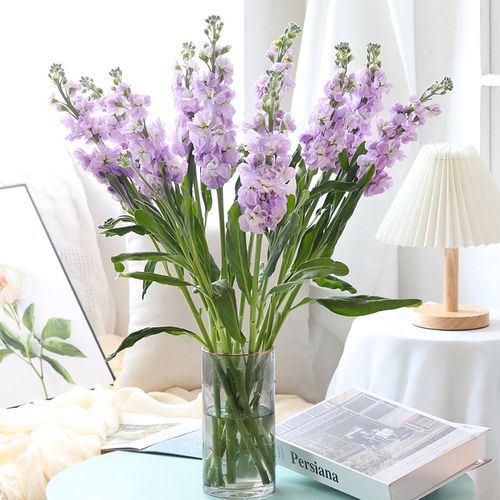 紫罗兰鲜花云南昆明基地直发办公室家庭水养瓶插鲜切花束礼品包邮