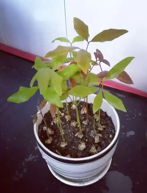 桂圆种子发芽观察记录(宁波市实验小学/101班/张辰瀚)