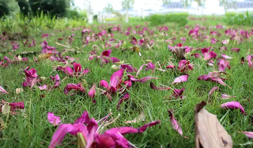 当昼去归读公园看到紫荆花开落满地一景