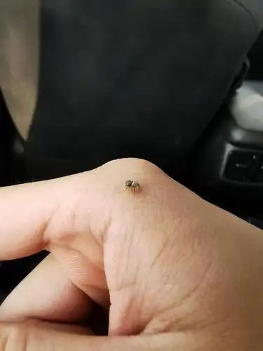 慎入分享一下拉姐同款蜘蛛